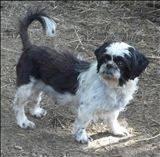 Shih Tzu - Mollie And Harry - Small - Adult - Male - Dog