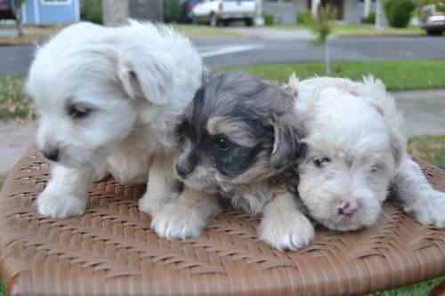 How Much Does A Shih Tzu Poodle Mix Cost