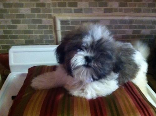 ***********SHIH TZU PUPPIES FOR SALE!***********