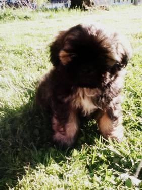 shih tzu rare colors only two males left they are 8 weeks and 1 day