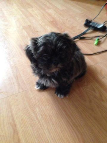 Shih Tzus for sale