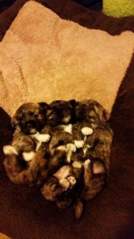 shihpoo puppies - 8 weeks old