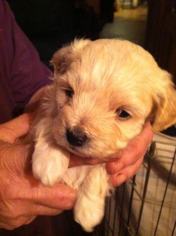 Shihtzu/poodle puppies born 11/5/2014