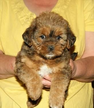 shorkie puppy for sale male ready to go !!