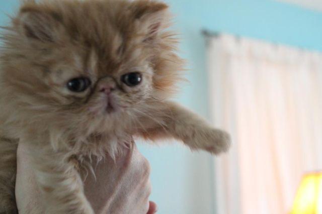 Show Quality Person Kitten - Female - Red by Ted E. Bear Persians