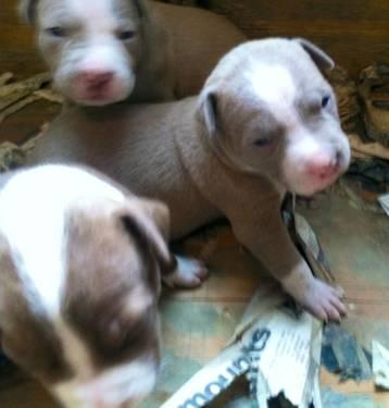 Showstopping real American pitbull terrier puppies!