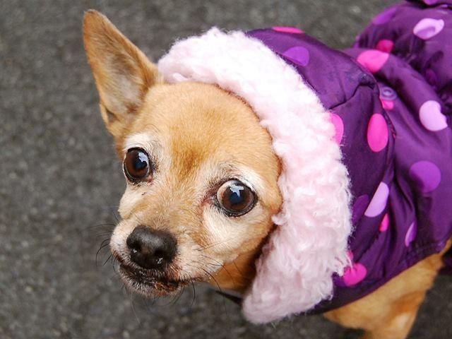 Shy friendly chi Toby and feline bff in danger@NYC kill shelter