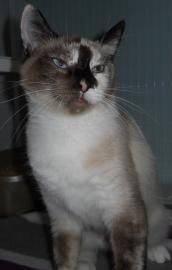 Siamese - Alice - Medium - Adult - Female - Cat