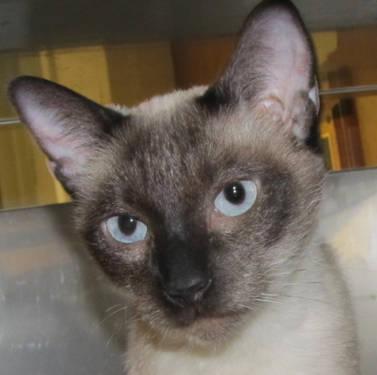 Siamese - Kit Kat - Medium - Adult - Female - Cat