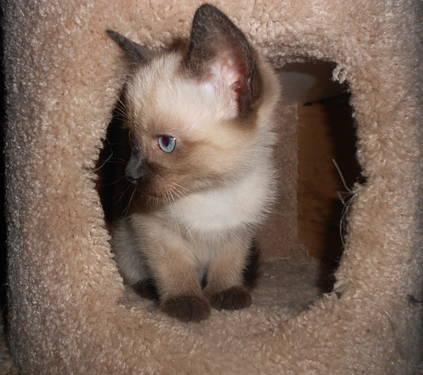 Siamese Kitten for Sale!