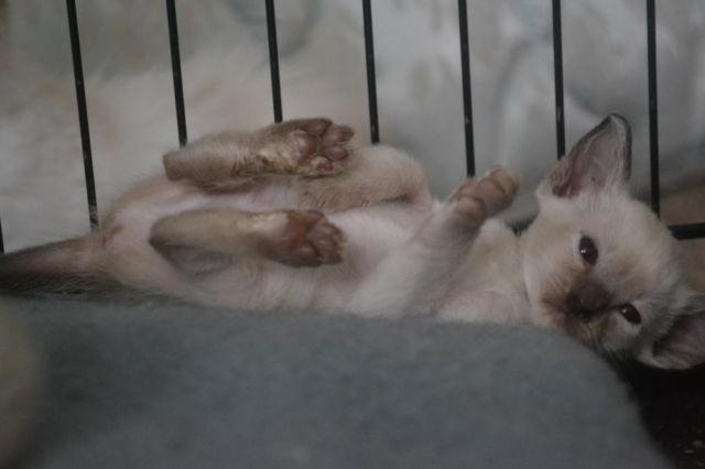 siamese kittens available!