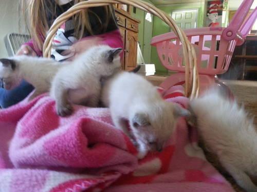 siamese/persian kittens