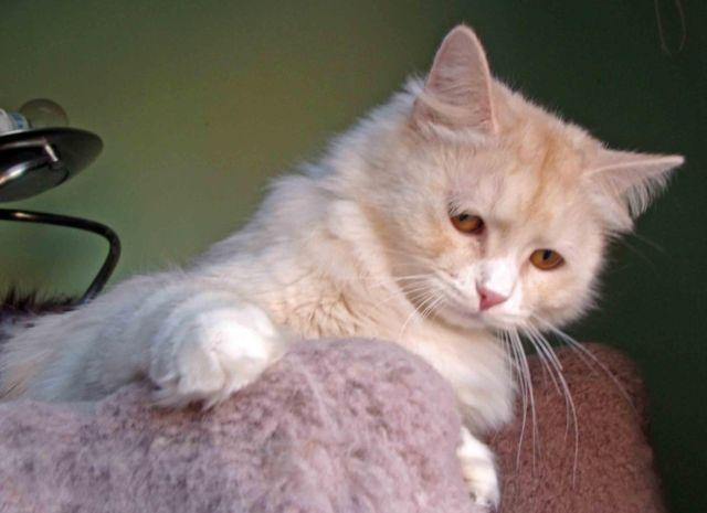 Siberian beautiful cat-red silver color-show class!!!