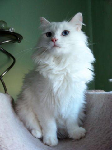 SIBERIAN cat- white cat with blue eye's-rare color!!!
