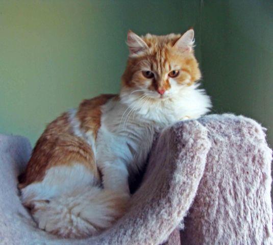 Siberian cat-Red/white color-TICA registered