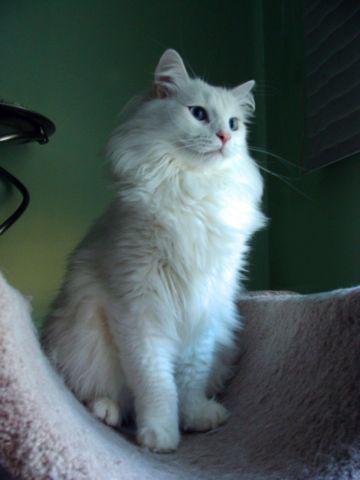 Siberian cat-WHITE with BLU EYE's - Best cat in the world!!!