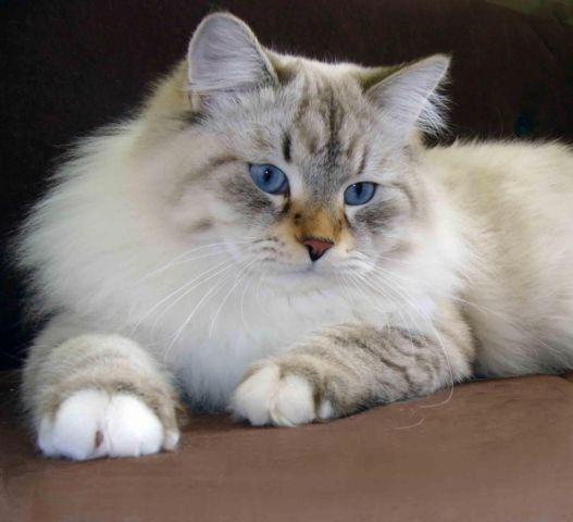 SIBERIAN cat/kittens-color point with Blue eyes!!!