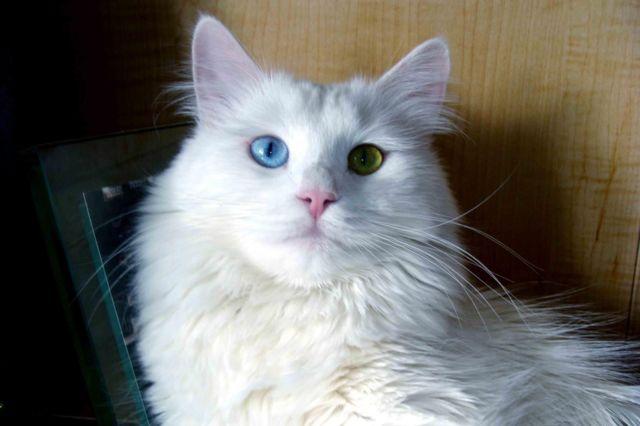 Siberian cat with odd eyes for good luck!!!