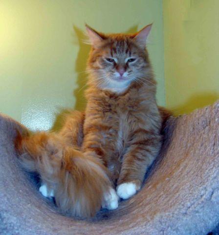 Siberian cats- 2Red tigers- with excellent personaliti !!!