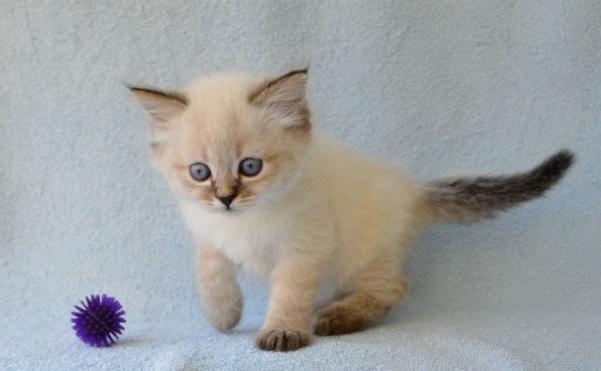 Siberian color point kittens available for reservation! (champ line pe