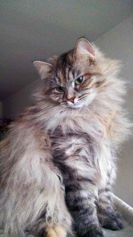 Siberian female and she is beautiful cat !!!