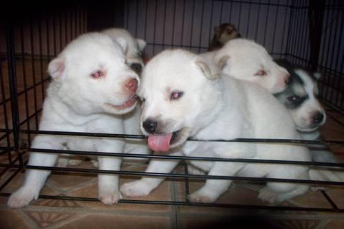 Siberian Husky Puppies - Ready to go home now!!
