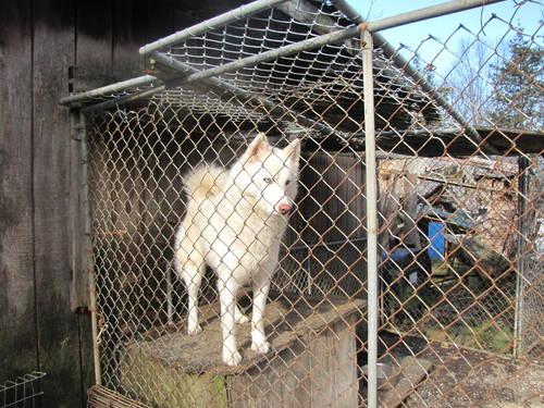 siberian huskys free to good home only