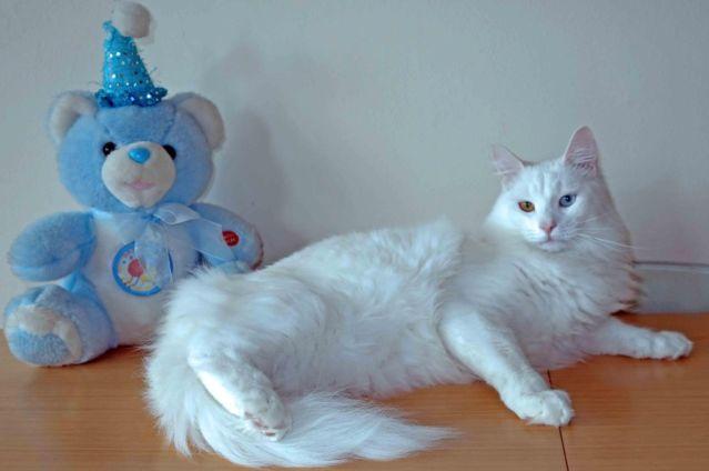 Siberian kitten- LAP CATw/odd eyed for good luck!!!