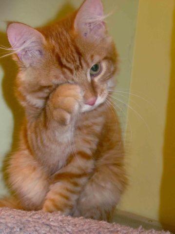 Siberian kitten- RED TIGER -LAP CAT-hypoallergenic!!!