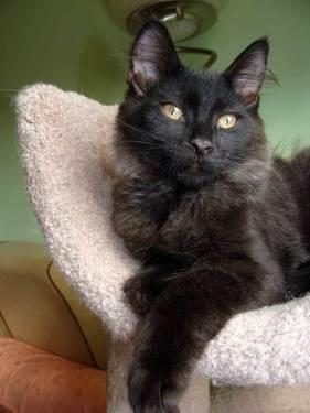 Siberian kitten-BLACK SMOK 3 Months old -lap cat!!!