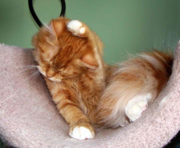 Siberian kitten-RED tiger-LAP CAT-hypoallergenic!!!