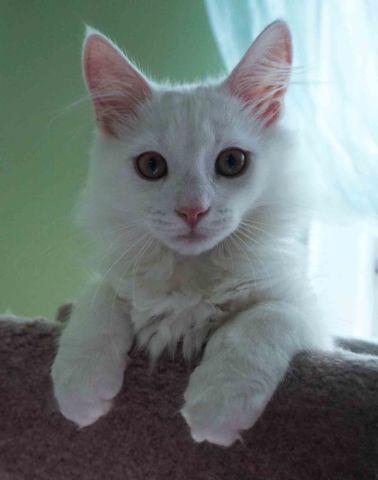 Siberian kitten-WHITE ANGELperfect personality!!! from