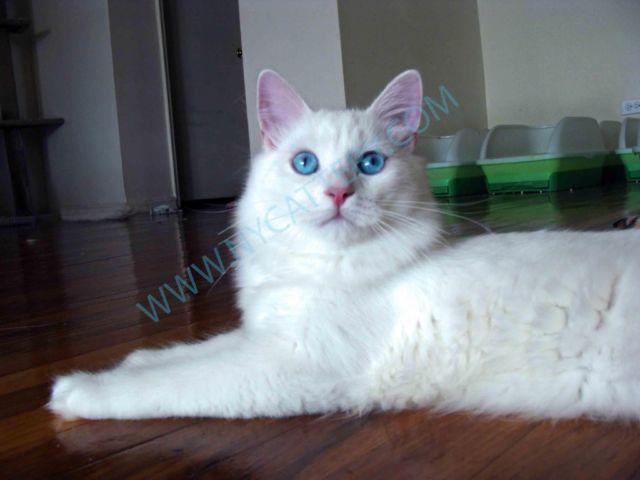 Siberian kitten-White/Blue eyes-Best cat in the world !!!