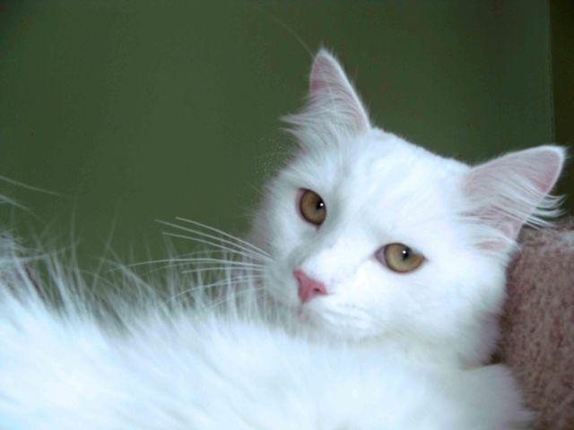 Siberian kitten -WHITE female-VERY good personality-Hypoallergenic!!!
