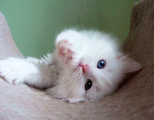 Siberian kitten with odd eyes for good luck-new litter