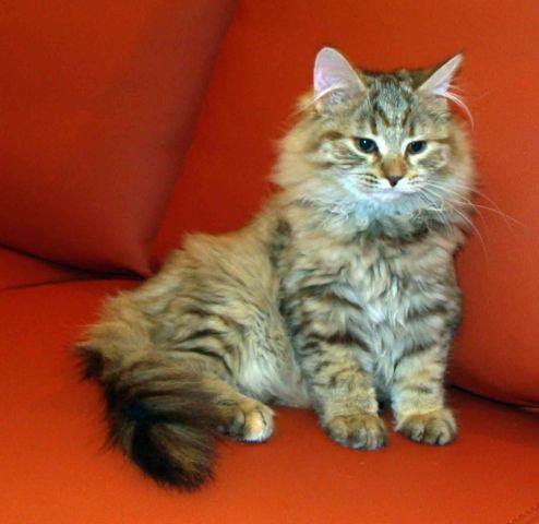Siberian kittens- hypoallergenic,good personality!!!