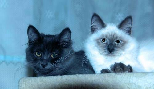 Siberian kittens-Blue color -rare color!!!