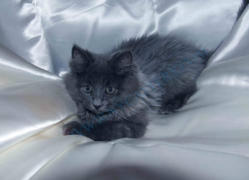Siberian kittens-Blue color -rare color!!!