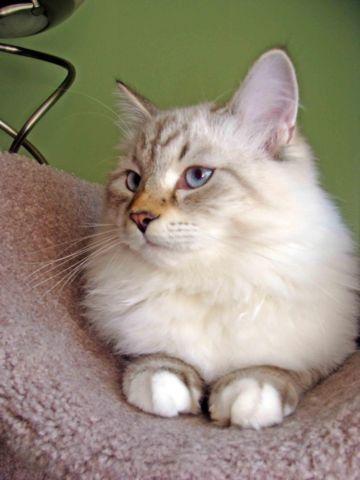 SIBERIAN KITTENS-Color point- all kittens have blue eyes!
