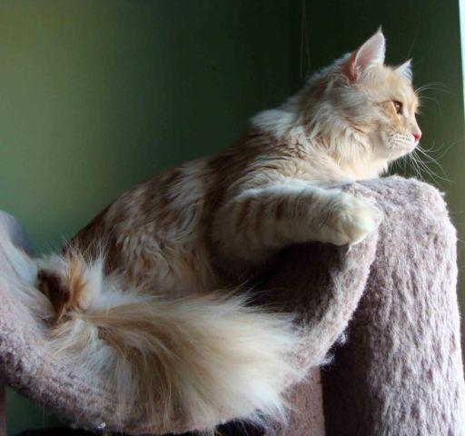 Siberian kittens-handsome boy, perfect personality, LAP CAT!!!