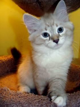 Siberian kittens-HYPOALLERGENIC cats -2 Month Old !!!