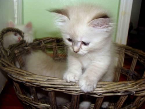 SIBERIAN KITTENS-NEW LITTER- all kittens have blue eyes!
