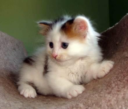 SIBERIAN kittens-NEW LITTER,TICA registered -hypoallergenic!!!