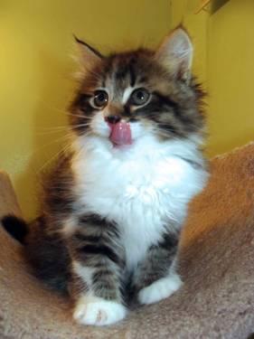 SIBERIAN kittens-NEW LITTER,TICA registered -hypoallergenic!!!