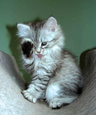 Siberian kittens-Silver color TICA registered
