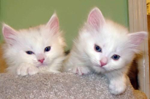 Siberian kittens-White color TICA registered -hypoallergenic!!!
