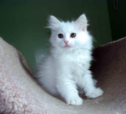 Siberian kittens-White color TICA registered -hypoallergenic!!!