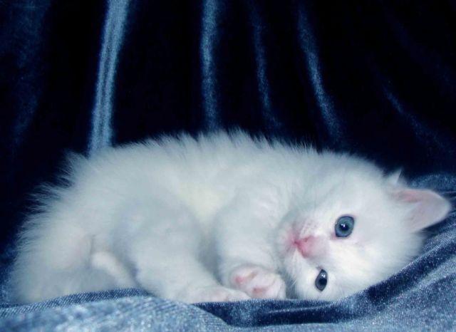 Siberian kittens-White color w/blue, green,amber eyes!!!