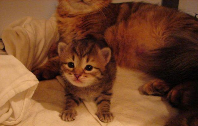 Siberian Kittens For Sale by Reputable Breeder