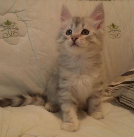 Siberian Purebreed Hypoallergenic Kittens For Sale !